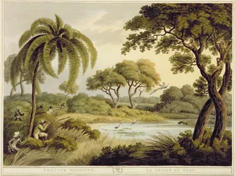 Påfågeljakt, ur Oriental Field Sports, utgiven av Edward Orme, 1807