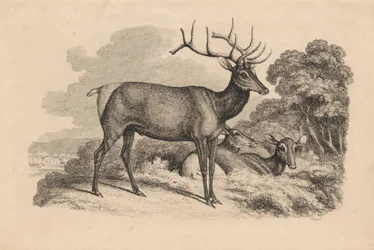 En Buck and Two Doe