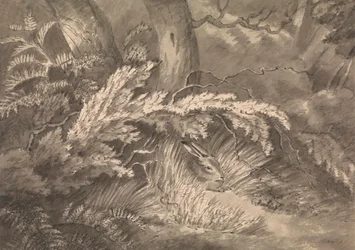 En hare vid kanten av skogen