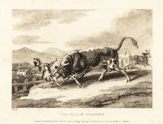 En tjur slår ihjäl en hund på ett fält. 1811 (etsning)