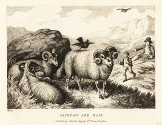 En kaja sjunger på ryggen av en bagge. 1811 (etsning)