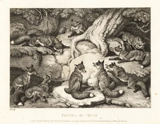 En flock rävar som möts i en skog. 1811 (etsning)