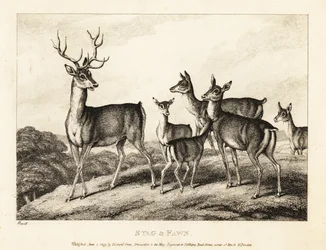 En hjort med do och fawns. Stag och fawn. 1811 (etsning)