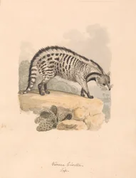 Afrikansk Civet