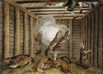 Amerikansk anekdot: Skjutning av vargar, graverad av Matthew Dubourg (fl.1785-1820) och konstnären, utgiven av Edward Orme, 1813.