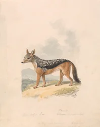 Schabrakschakal