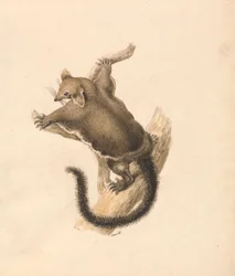 Flygande ekorre
