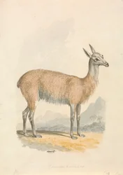 Lama