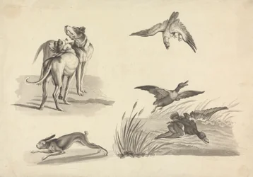 Ark med studier av hundar, hare, falk och ankor