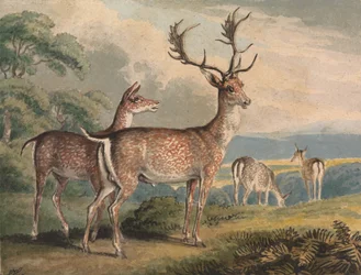 Stag, Doe och Fawns