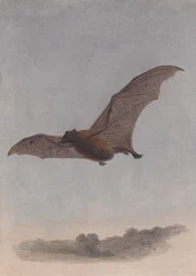 Studie av en vampyrfladdermus
