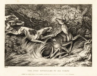 Tre hundar attackerar en hjort som fångas av dess horn. 1811 (etsning)