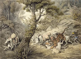 Tiger attackerar ett boskapståg,