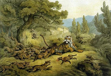 Tiger Hunted by Wild Dogs (akvarell på papper)