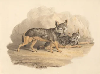 Två hyenor