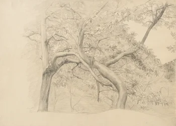 Ett snår av träd i lövverk, 1884 (grafit på gulfärgat papper)