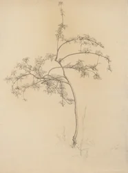 Blommande träd, 1884 (grafit på polerat papper)