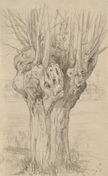 Knotiga träd, 1884 (grafit på gulfärgat papper)