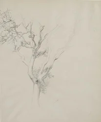 Trädstudie, 1884 (grafit på grått vävt papper)