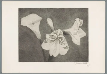 Amaryllis och arum