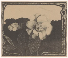 Camellia, lämnade en blomma i knopp