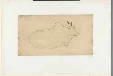 Liggande zebu