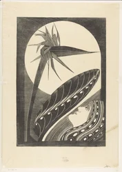 Blekt strelitzia