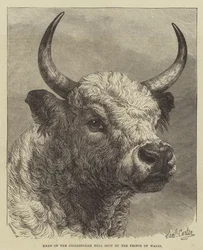 Huvudet på Chillingham Bull skjutet av prinsen av Wales