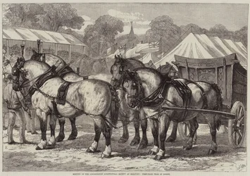 Möte för Lincolnshire Agricultural Society i Sleaford, First-Price Team of Horses