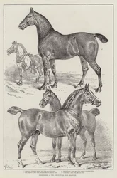 Prishästar på Agricultural Hall, Islington