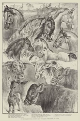 Royal Agricultural Society