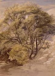 Study of a Willow Tree, c.1850 (akvarell på papper)