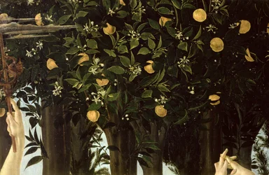 Primavera, detalj av apelsinträdet, c.1478 tempera på panel