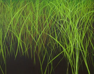 Fresh Grass, 2016 (akryl på duk)
