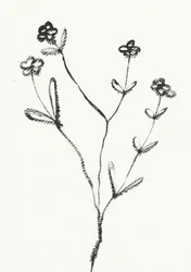 Minimalistisk botanisk teckning