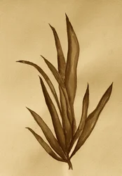 Botanisk studie i sepia