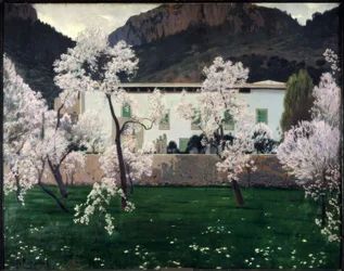 Blommande mandelträd
