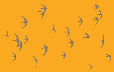 Swifts, 2017