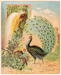 En påfågel bland andra exotiska fåglar i Barnum & Bailey-cirkusens voljär, ur P. T. Barnums menageri, utgiven 1888, illustration av Sarah J. Burke.