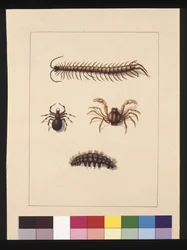 Sida 11. Insekter i New South Wales. Nu känd som vanlig tusenfoting, spindelsläktet Isopeda, soldatkrabba, larv, ca 1789-90 (akvarell)