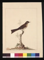 Sida 14. Gulörad flugsnappare. Nu känd som en honungsätare med gul ansikte, ca 1789-90 (akvarell)