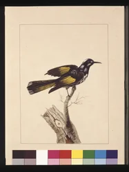 Sida 19. New Holland Creeper. Nu känd som en New Holland honungsätare, ca 1789-90 (akvarell)