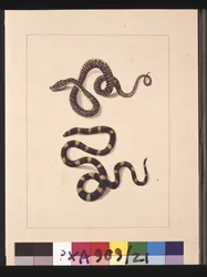 Sida 21. Ormar nr 1 & nr 2. Nu känd som en ung diamantorm & en bandybandy, ca 1789-90 (akvarell)