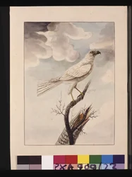 Sida 23. White Hawke. Nu känd som en grå gåhök, ca 1789-90 (akvarell)