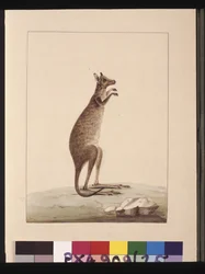 Sida 25. En känguru. Nu känd som en känguru. Verkar vara en Sarah Stone-kopia av en Charles Catton Junr. tallrik, ca 1789-90 (akvarell)