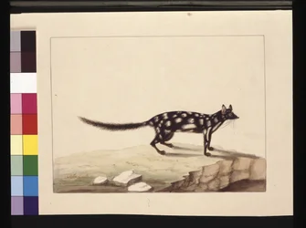 Sida 28. En tabell Tabell. Nu känd som en Dasyurus quoll. Verkar vara en Sarah Stone-kopia av en Charles Catton Junr. tallrik, ca 1789-90 (akvarell)