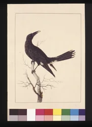 Sida 30. Vit, ventilerad kråka. Nu känd som en Pied Currawong, ca 1789-90 (akvarell)