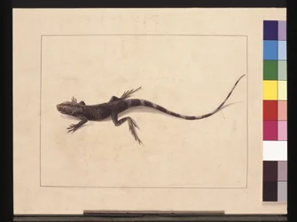 Sida 31. Muriced Lizard. Nu känd som en träddrake, ca 1789-90 (akvarell)
