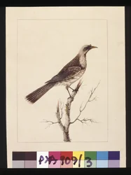 Sida 3. Knopp, Fronted Bee Eater: Signerad l.c. Sarah Smith. Nu känd som en friarfågel, ca 1789-90 (akvarell)