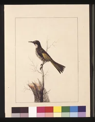 Sida 5. New Holland Creeper. Nu känd som en honungsätare med vit kinder, ca 1789-90 (akvarell)